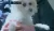 ITV DVD Paul O'Grady: For the Love of Dogs : The Complete Series 10 DVD